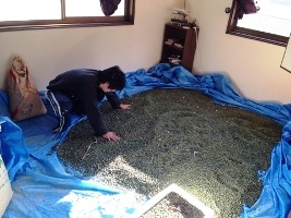 市民農園　大豆乾燥