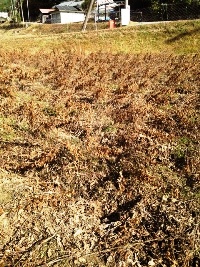 市民農園　収穫体験