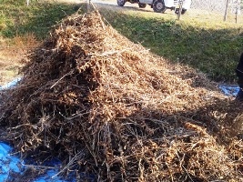 市民農園　収穫体験