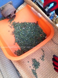 市民農園　収穫体験