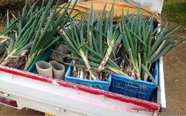 市民農園　収穫体験