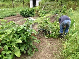 市民農園　収穫体験