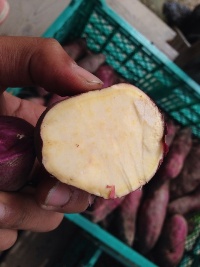 市民農園　収穫体験