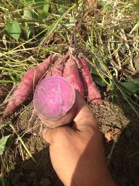 市民農園　収穫体験