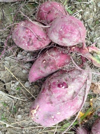 市民農園・しあわせ食材つくり隊