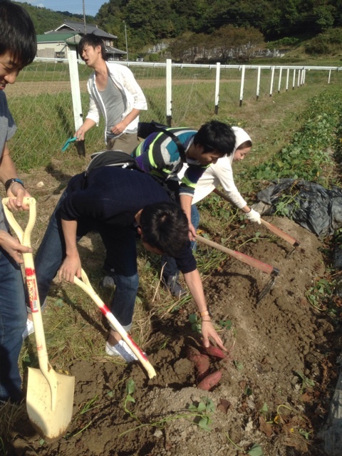 市民農園　収穫体験