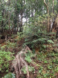 害獣対策:山行き 里山整備